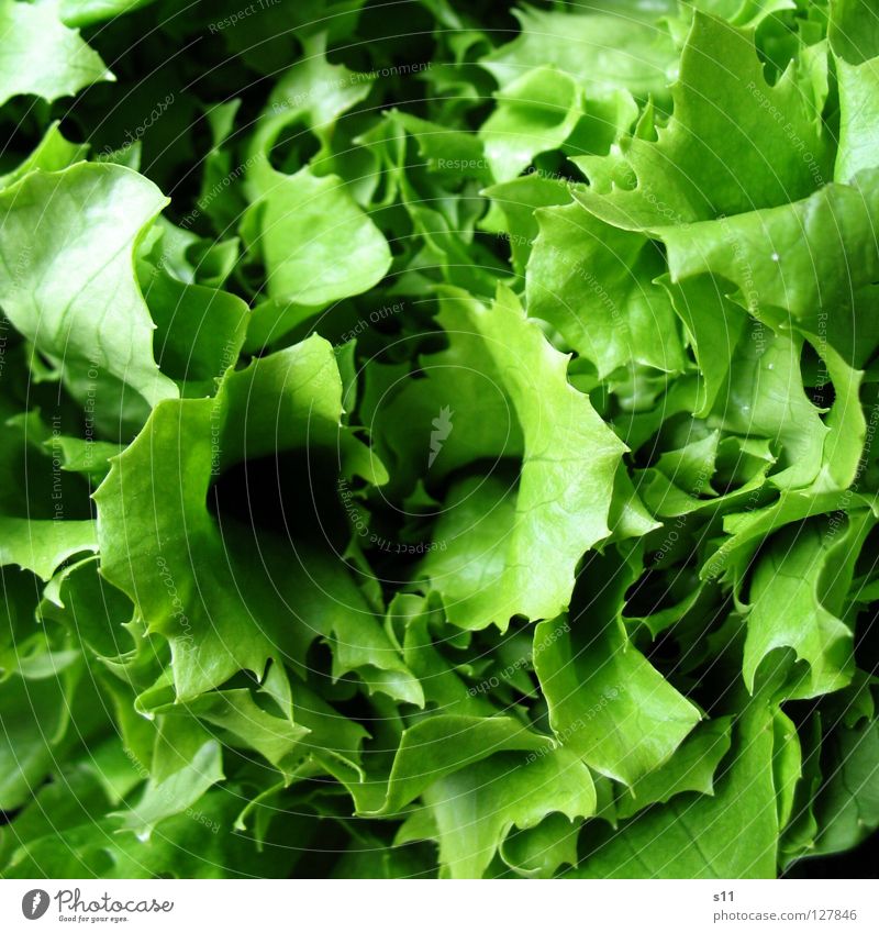 salad Food Vegetable Lettuce Salad Nutrition Organic produce Vegetarian diet Healthy Summer Oil Fresh Delicious Green Appetite Salad leaf Vitamin Dressing