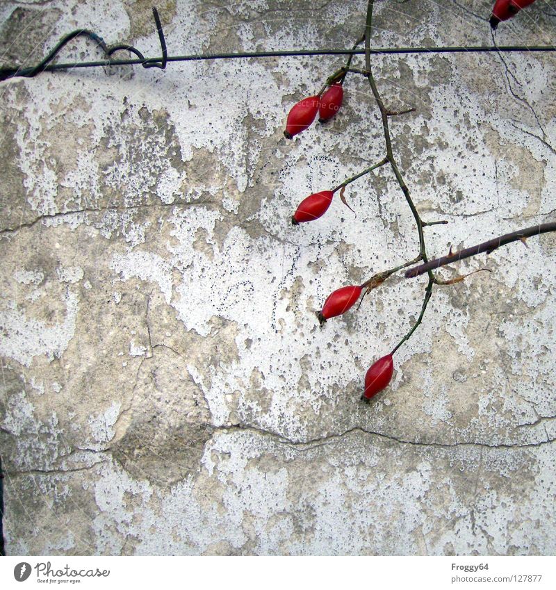 Red fruits 2 Rose Wall (building) White Wall (barrier) Thorn Plaster Wire Corner Derelict Berries Branch Twig Colour Crack & Rip & Tear Old Dog rose