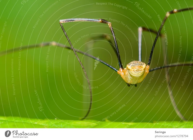 from behind ( daddy-long-legs ) Nature Plant Animal Grass Garden Park Meadow Field Forest Spider 1 Hang Crawl long leg arthropods Colour photo Multicoloured