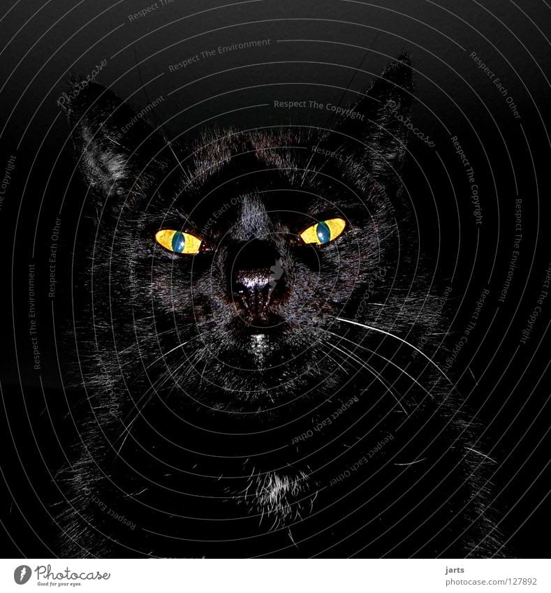 black cat Cat Black Animal Hypnotic Vampire Werewolf Creepy Cuddly toy Mammal Fear Panic Dangerous Looking Lamp charter jarts Cat eyes Eyes