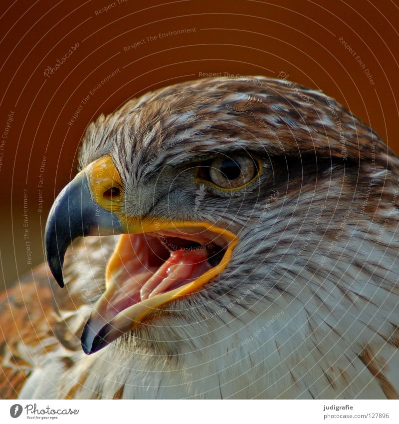eagle Hawk Bird Bird of prey Beak Feather Ornithology Animal Beautiful Scream Colour Royal Foot Buzzard Pride Looking Eyes