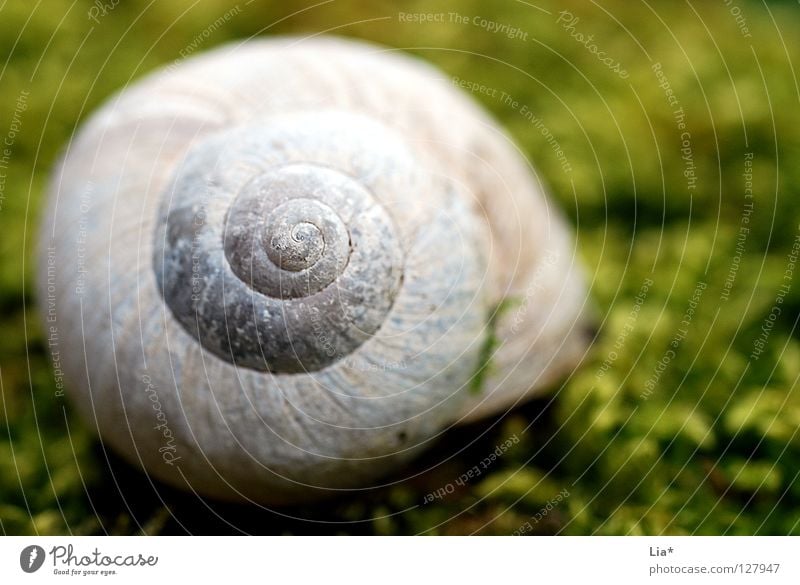 In the moss Snail shell House (Residential Structure) Spiral Rotated Vineyard snail Green Enchanted forest Lacking Rarity Lime Round Find Discovery Calm