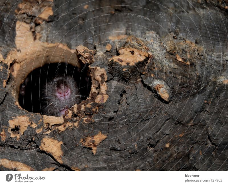 game of hide-and-seek Rat Pelt Black Moustache Cork Cave House (Residential Structure) Audience Tree bark Safety Cozy Calm Curiosity Mammal Ratterich nib