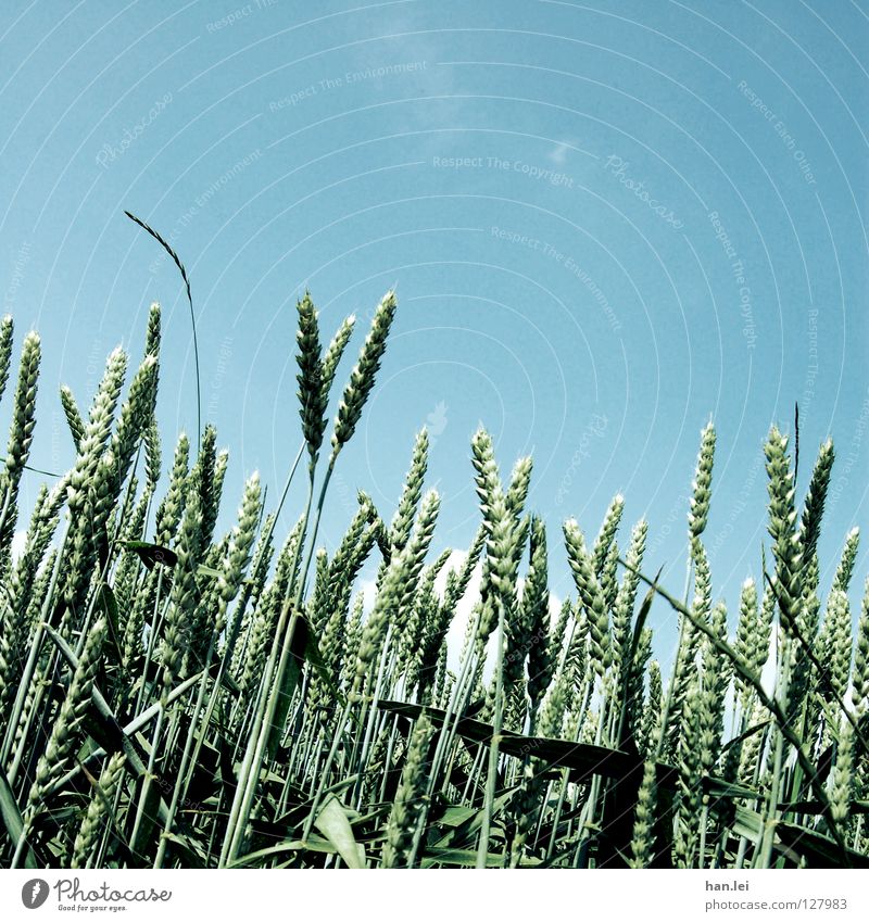 Summer! Ear of corn Wheat Field Blade of grass Barley Agricultural crop Cloudless sky Blue sky Neutral Background Deserted Sunlight Beautiful weather Mature