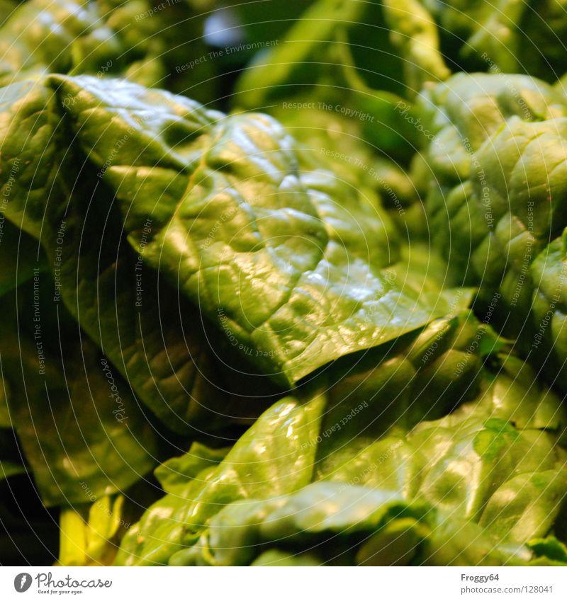 &lt;font color="#ffff00"&gt;-=Popeye´s=- proudly presents Vegetable Nutrition Nature Green Spinach Colour photo Interior shot Close-up Leaf Healthy Eating