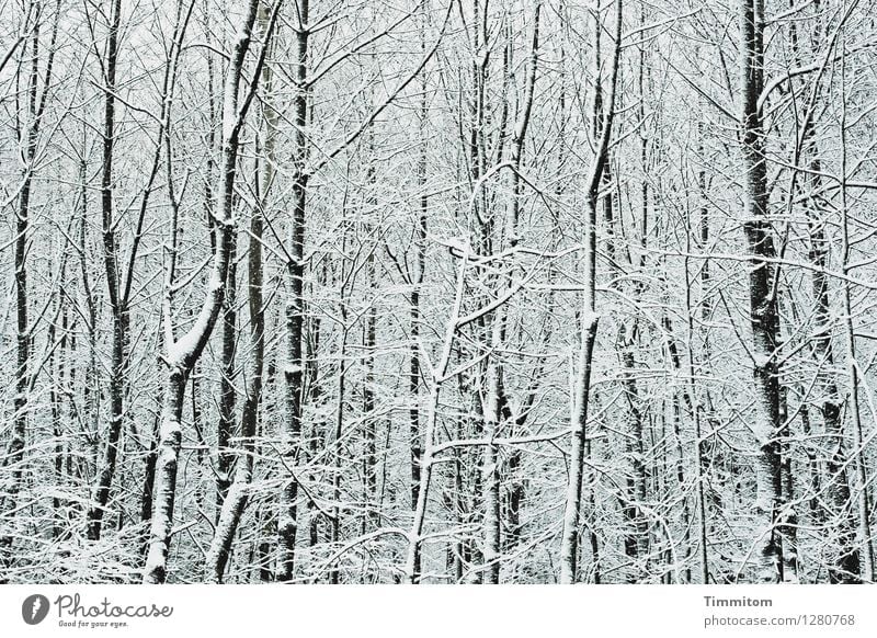Misdirected. Environment Nature Winter Snow Forest Esthetic Cold Natural Gray Black White Emotions Bleak Colour photo Exterior shot Deserted Day Contrast