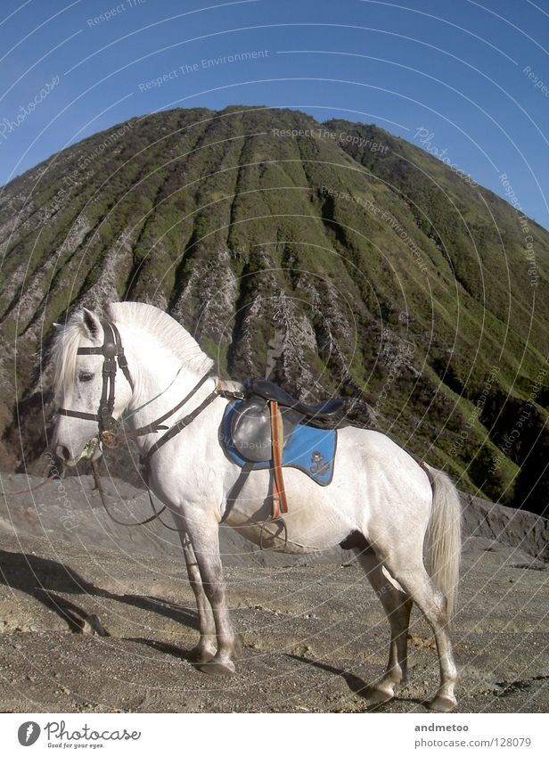 whitehorse Horse Blue sky Vulcano Volcano Bangs Pony Landscape Promontory Overland route Nature Animal White Stone Mammal Mountain Transport unicorn riding