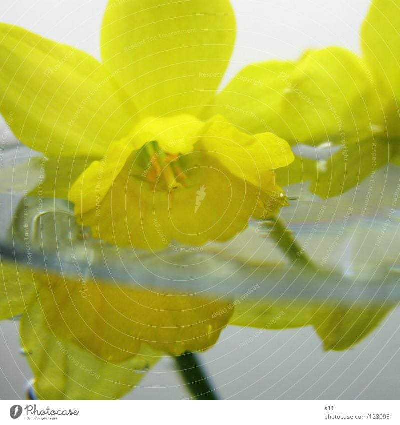 InWater Under Wet Narcissus Wild daffodil Spring Flower Blossom Growth Yellow Blossom leave Drown Light 2 Half Macro (Extreme close-up) Close-up Decoration