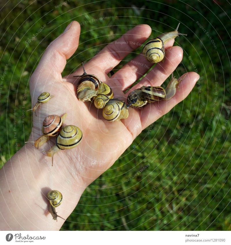 end of meeting Blossom Garden Animal Snail Group of animals Blossoming Disgust slug pellet Slimy Hand Flee Aggravation Work and employment Appetite Colour photo