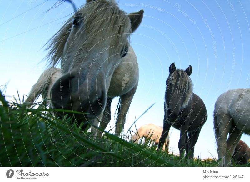horse whispering Willow tree Grass Meadow Green Horse Pony Nostrils Mane Bristles Curiosity Near Wide angle Worm's-eye view Horse's head Animal Mammal