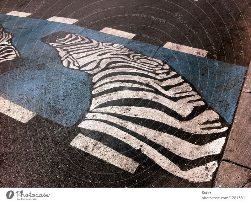 Zebra on the Strip I Town Traffic infrastructure Road traffic Wild animal Zoo Safety Zebra crossing Street Transport Colour photo Exterior shot Detail Deserted