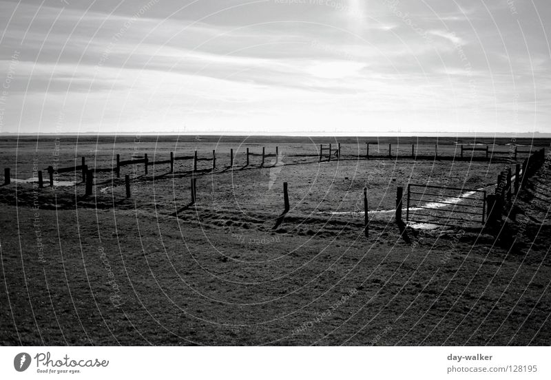 The man from Kentucky Field Fence Fold Pasture Meadow Puddle Reflection Horizon Clouds Steppe Ranch Light Dark Cowboy To feed Barrier Black & white photo Sky