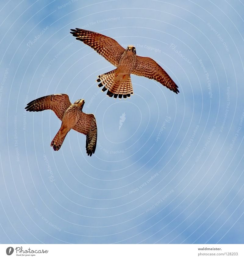 Two falcons one Falcon Kestrel Bird Clouds Together Rutting season Tails Environmental protection Bird of prey Sky tail feathers against pigeons pigeon plague