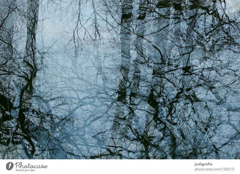 Mirrored Tree Reflection Branchage Winter Cold Treetop Muddled Colour Water Glass Blue Sky