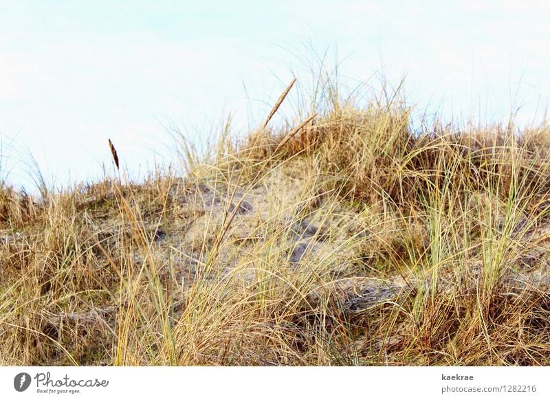 yellow on the beach Vacation & Travel Beach Island Environment Landscape Plant Sand Sky Grass Hill North Sea Baltic Sea Blue Brown Yellow Gold Movement Freedom