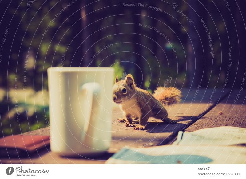 Curiosity I Squirrel 1 Animal Observe Brash Camping Cup Thief Exterior shot Animal portrait