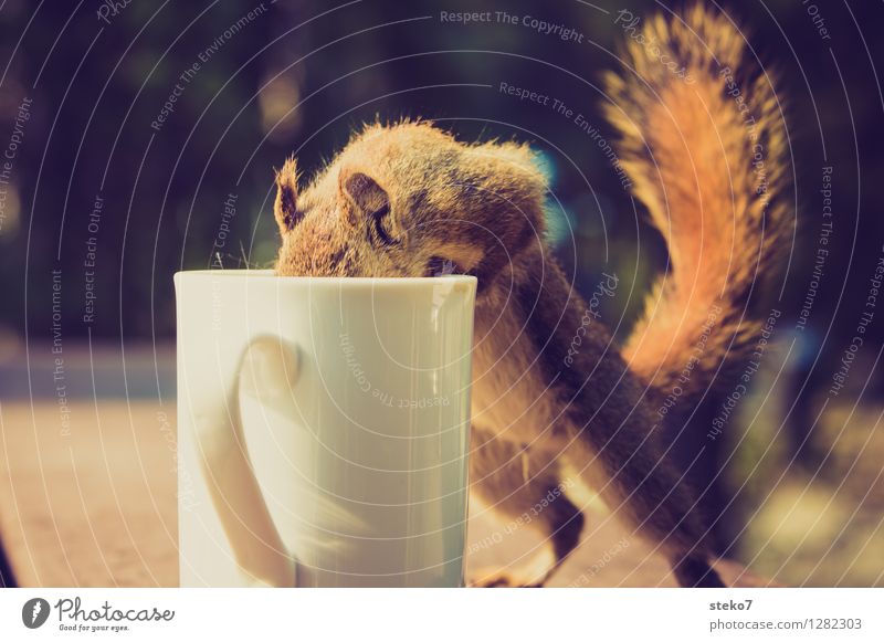 Curiosity III Squirrel 1 Animal Cup Brash Search Thief Camping Animal portrait