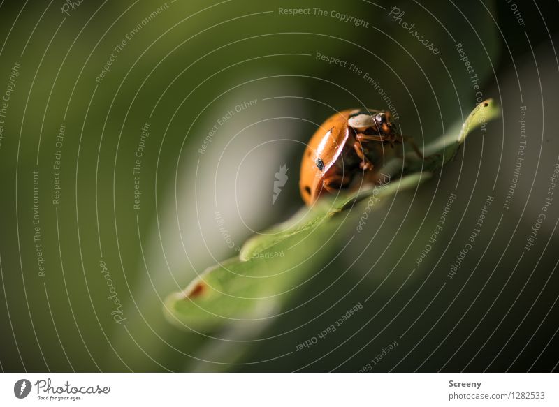 little beetle Nature Landscape Plant Animal Summer Leaf Forest Beetle Ladybird 1 Crawl Sit Small Green Red Happy Colour photo Exterior shot Close-up