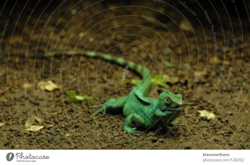 Easter bunny Iguana Lizards Green Iguana Reptiles Saurians Leaf Animal Pet Science & Research Ground