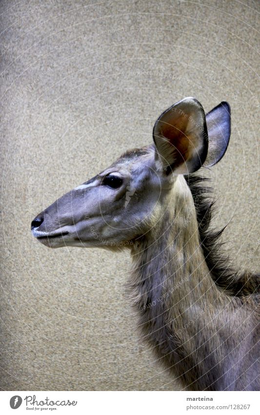 BIG EARS Large Animal Mammal Portrait format Zoo Ear Looking Wild animal Listening