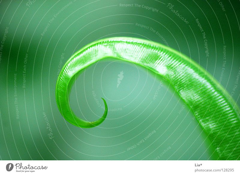 rolling leaf Green Grass Rolled Curved Plant Growth Flourish Beautiful Power Force Colour Bend curl curled Structures and shapes Esthetic