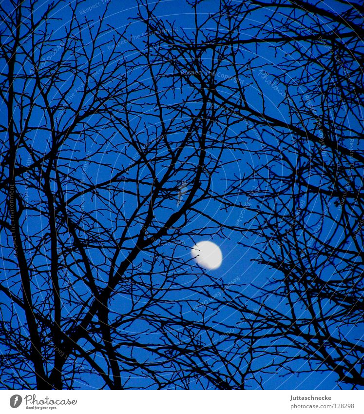 entanglement Tree Black Night Celestial bodies and the universe Night sky Backwards Romance Beautiful Moon Blue Branch Mysterious entangled Sky Universe