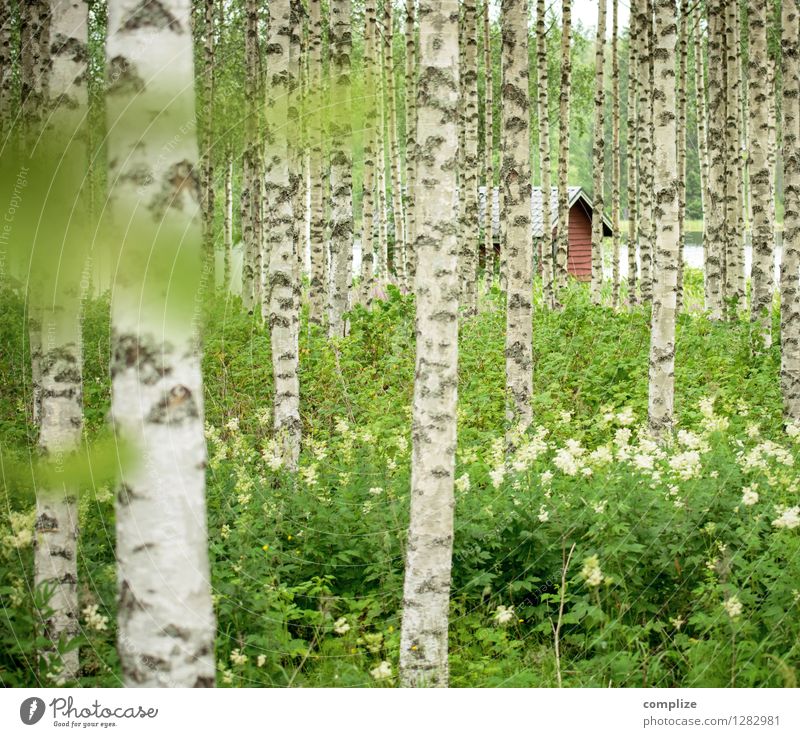 Hidden in the birch forest Relaxation Calm Spa Vacation & Travel Tourism Freedom Summer Summer vacation Beach Living or residing Climate Plant Tree