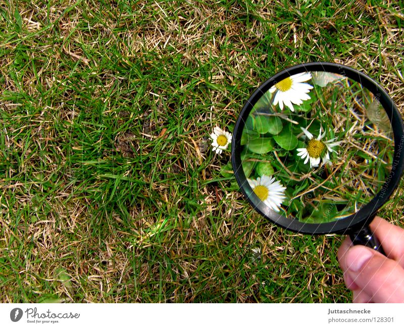 I see spring already Magnifying glass Enlarged Flower Daisy Grass Spring Large Small Plant Growth Grown Green White Yellow Cute Success Garden Juttas snail