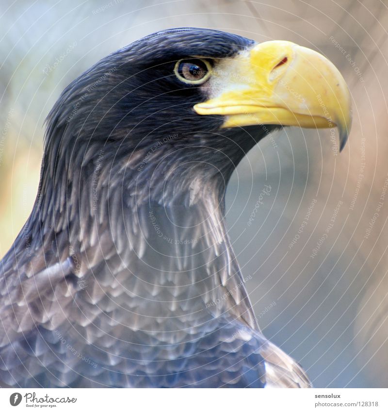 Eagle Eye be watchful Bird of prey Watchfulness Beak Beautiful Pride Observe Caution Nature Looking visual acuity Eyes