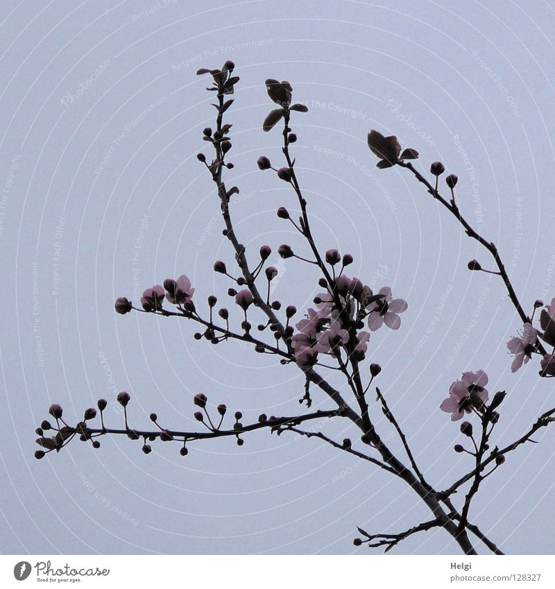 Branches with pink spring flowers in front of a grey-blue sky Blossom Blossoming Tree Spring March April Spring flowering plant Branchage Branched Multiple Long