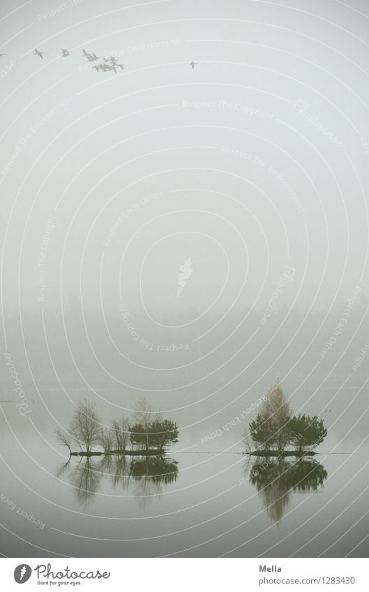 opaque Environment Nature Air Water Sky Autumn Fog Plant Tree Bog Marsh Pond Lake Bird Group of animals Flock Flying Tall Natural Above Gloomy Gray Moody Calm