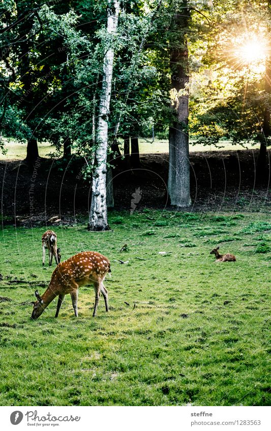 Animal good: grazing game Sunrise Sunset Sunlight Beautiful weather Tree Meadow Forest Wild animal Exceptional To feed Roe deer Deer crossing Hind Fallow deer