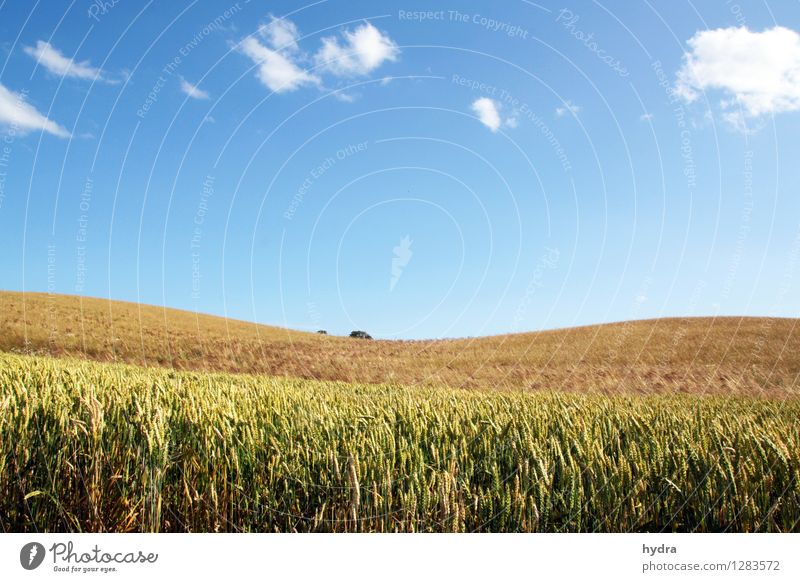 Gentle hills with cornfield in front of blue sky with white clouds Grain Wholewheat Organic produce Vegetarian diet Healthy Eating Vacation & Travel Summer