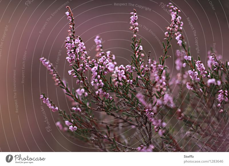 old fashioned in brown-pink the heather blooms flowering heath Heathland native wild plant Nordic romanticism Nordic nature Poetic Nordic plants Old fashioned