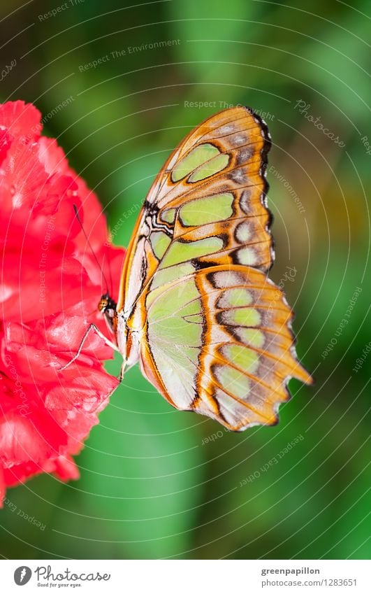 Malachite butterfly on red blossom Life Harmonious Relaxation Meditation Cure Massage Sauna Environment Nature Plant Summer Blossom Virgin forest Butterfly