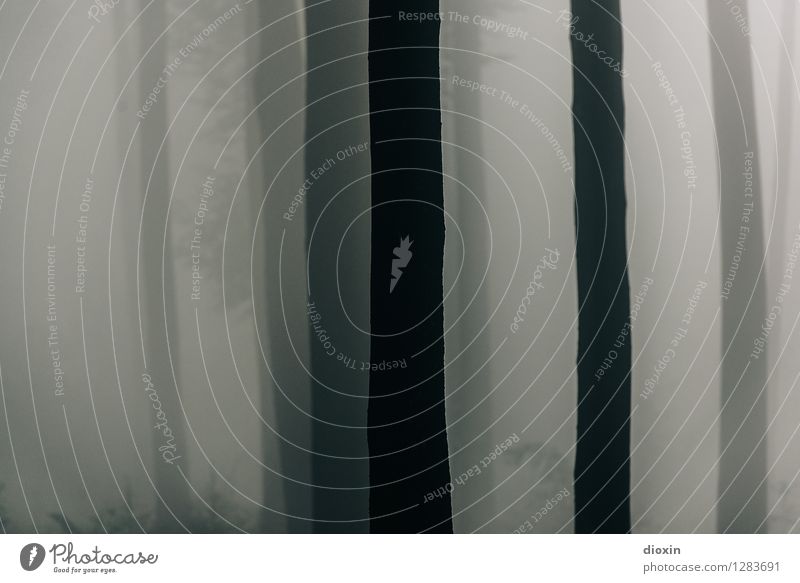 After Rainforest [2] Environment Nature Plant Climate Weather Bad weather Fog Tree Tree trunk Forest Virgin forest Palatinate forest Colour photo Exterior shot