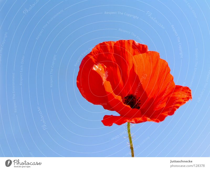 Non-iron Poppy Red Flower Summer Plant Growth Beautiful Delicate Field Meadow Wrinkles Beautiful weather Sky blue Corn poppy Blossom Blossom leave Poppy blossom