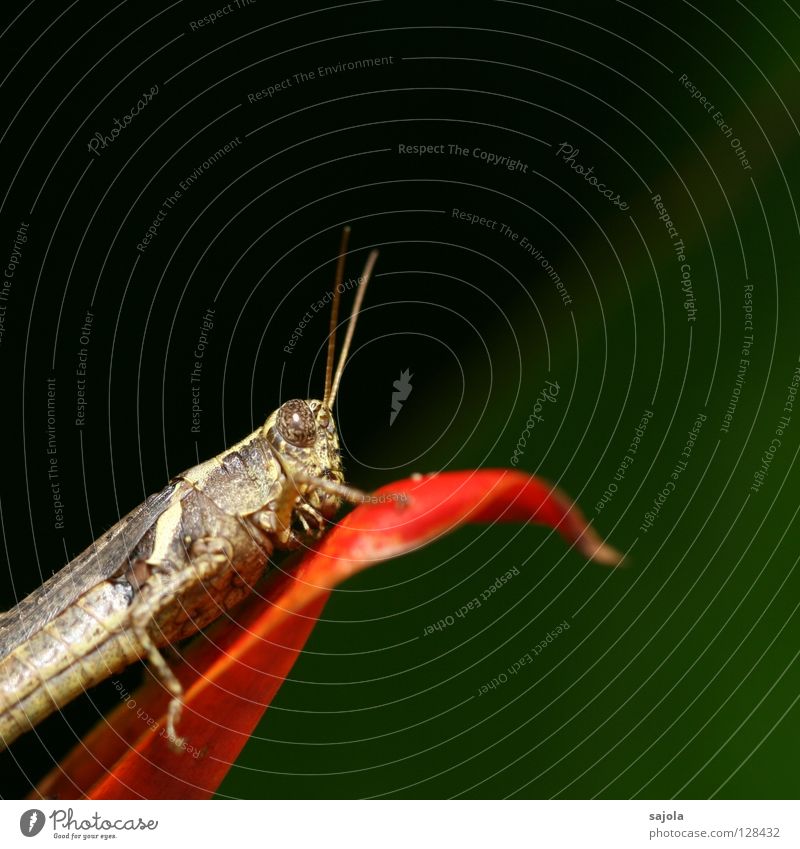 grasshopper Animal Blossom Insect Locust 1 Sit Brown Green Red Feeler Colour photo Exterior shot Close-up Macro (Extreme close-up) Copy Space top