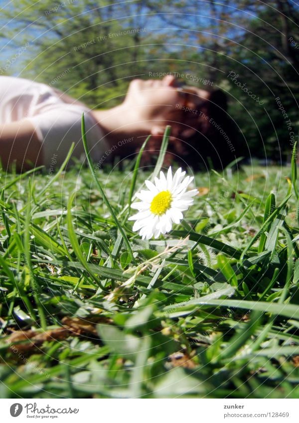 summertime Grass Green Flower Juicy Woman Break Relaxation Summer Calm Daisy Macro (Extreme close-up) Close-up Freedom