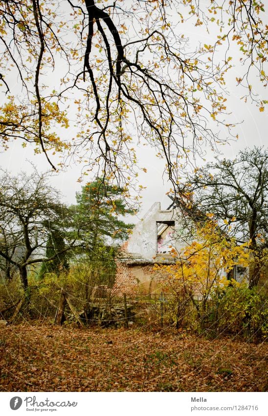 live better House (Residential Structure) Environment Landscape Autumn Tree Branch Forest Hut Ruin Building Old Creepy Hideous Broken Gloomy Moody Concern