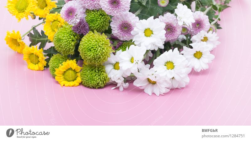 Flowery border Plant Blossom Dahlia Marguerite Bouquet Fragrance Friendliness Happiness Fresh Beautiful Natural Positive Multicoloured Yellow Green Pink White