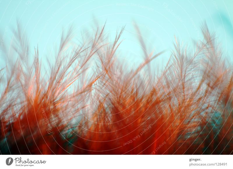 Flaming feather bushes Metal coil Cuddly Soft Blue Red Retroring Bushy Fine Thread-like Delicate Feather Flame Blue sky Disheveled Tousled Deserted