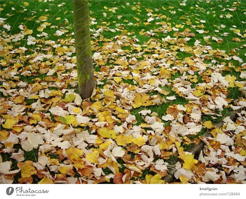 Last autumn Leaf Grass Meadow Tree Tree trunk Yellow Brown Green Autumn Transience fallen