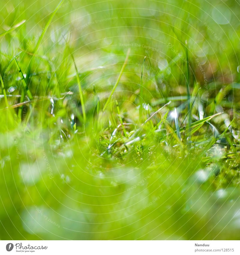 All found yet? Meadow Fresh Green Nest Easter egg nest Spring Summer Growth Flourish Cuddly Maximum aperture Blur Depth of field Crunchy Life Relaxation