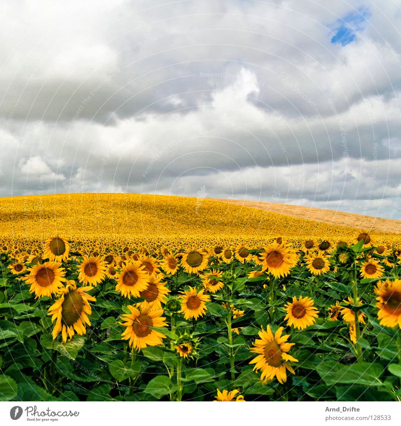 Sunflower field VII Clouds Field Flower Summer Yellow White Spring Horizon Agriculture Diligent Work and employment Happiness Friendliness Fresh Sky Blue Nature