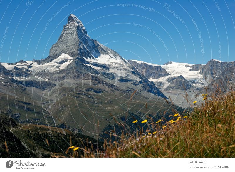 Mountain meadow at the Matterhorn II Trip Adventure Far-off places Expedition Summer vacation Hiking Nature Landscape Cloudless sky Beautiful weather Grass