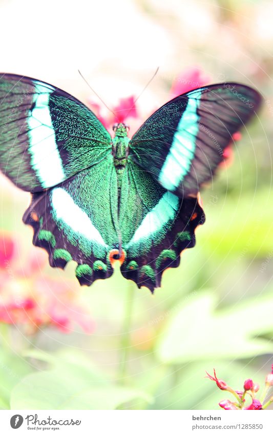 fluttering imprisonment Nature Animal Plant Flower Leaf Blossom Garden Park Meadow Butterfly Wing green swallowtail 1 Observe Flying To feed Exceptional Exotic