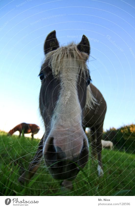 snoopy Willow tree Grass Meadow Green Horse Pony Nostrils Mane Bristles Curiosity Near Wide angle Worm's-eye view Horse's head Animal Mammal Meddlesome Close-up