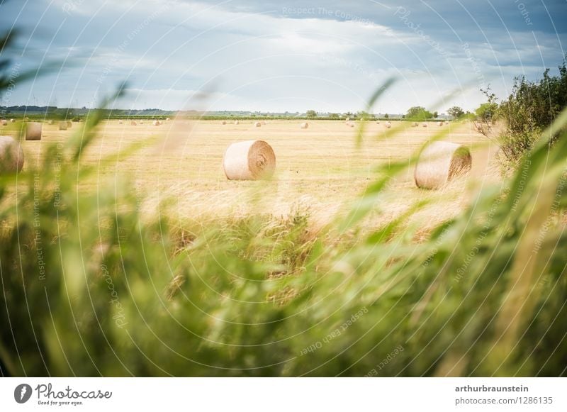 Bale of hay landscape in the wind Environment Nature Landscape Sky Clouds Summer Climate Beautiful weather Plant Grass Field Village Deserted Lie Stand