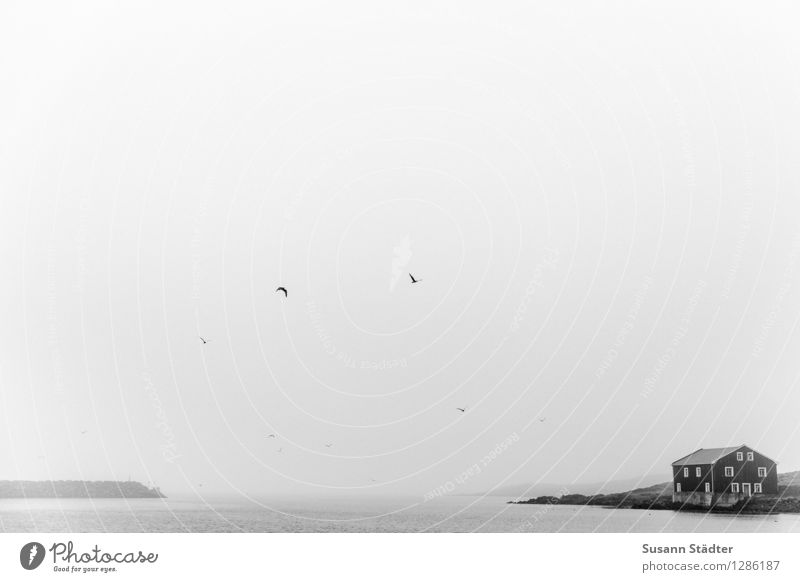 Djúpivogur Landscape Bad weather Fog Rain Detached house Hut Iceland Bird Haze Dark Coast Ocean Strait Promontory Black & white photo Loneliness Wooden hut